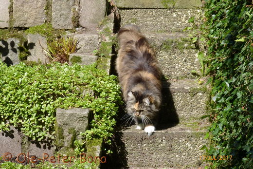 Sibirische KatzenHela von der Gronau